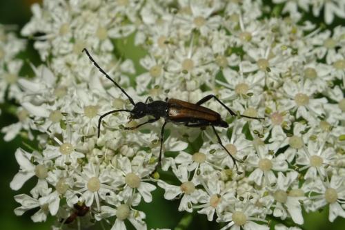 Anastrangalia dubia